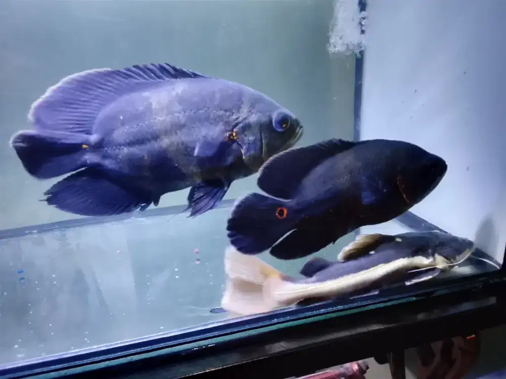 Ikan predator oscar gurpad Rtc