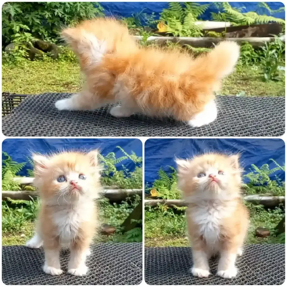 Kitten persia Jantan long hair