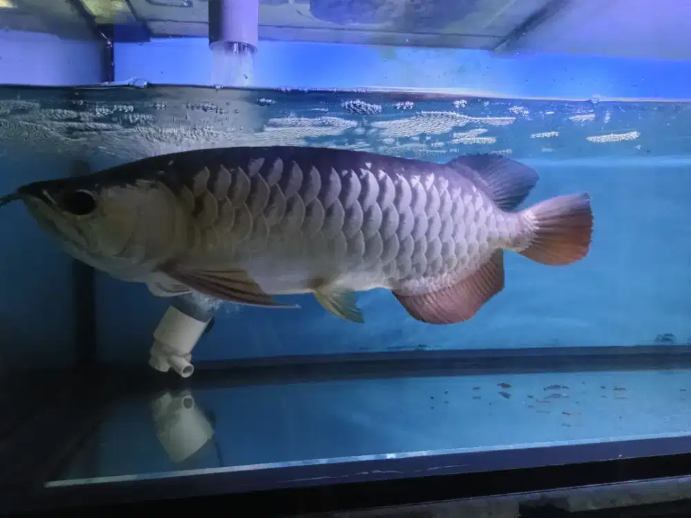 Ikan arwana tipe super red UK panjang 50 cm lebih