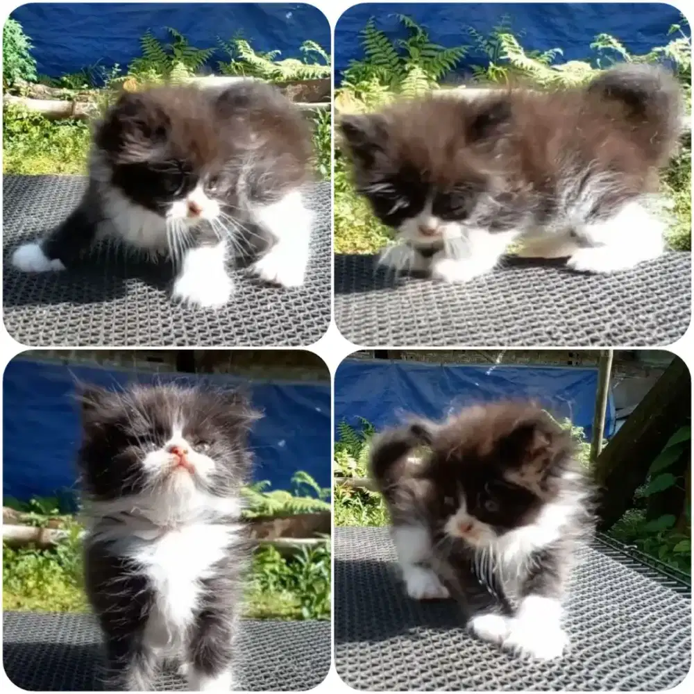 Kitten Persia Betina Long Hair