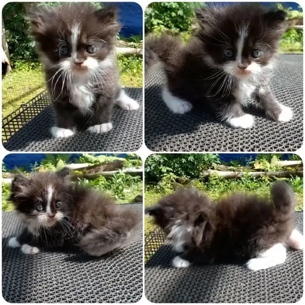 Kitten Persia Jantan Long Hair