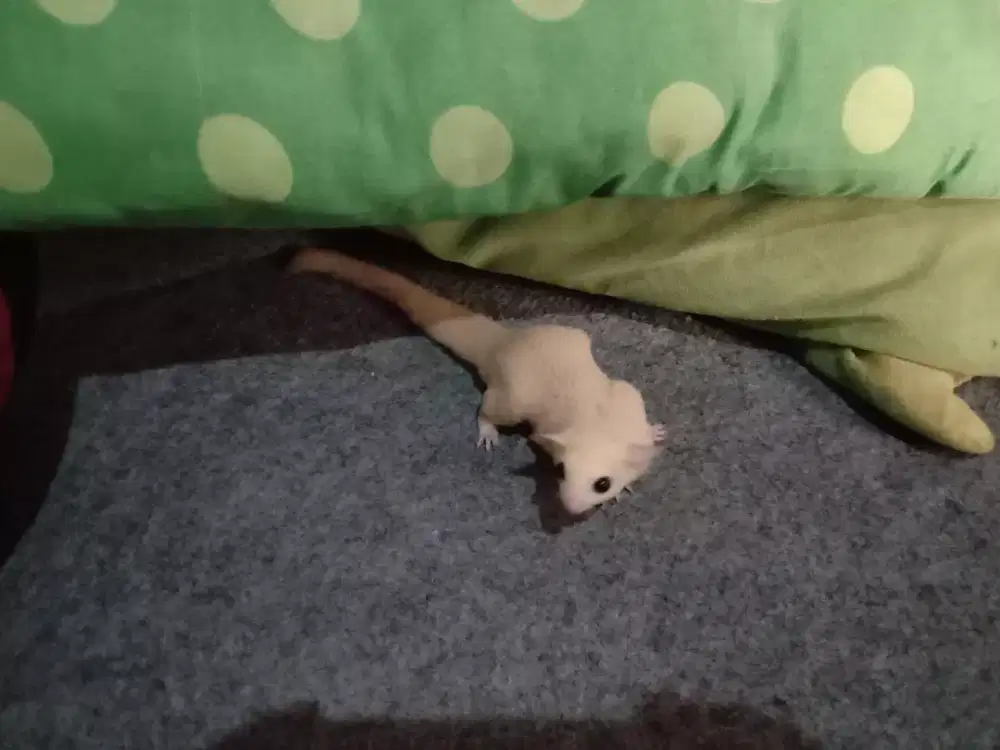 Sugar Glider Leucistic