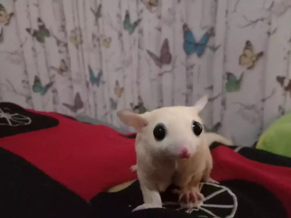 Sugar Glider Leucistic