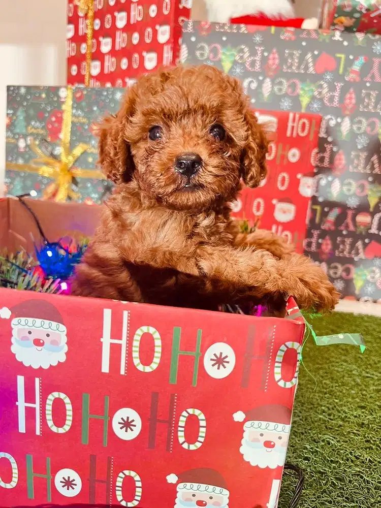 Di jual Puppy Toy Poodle