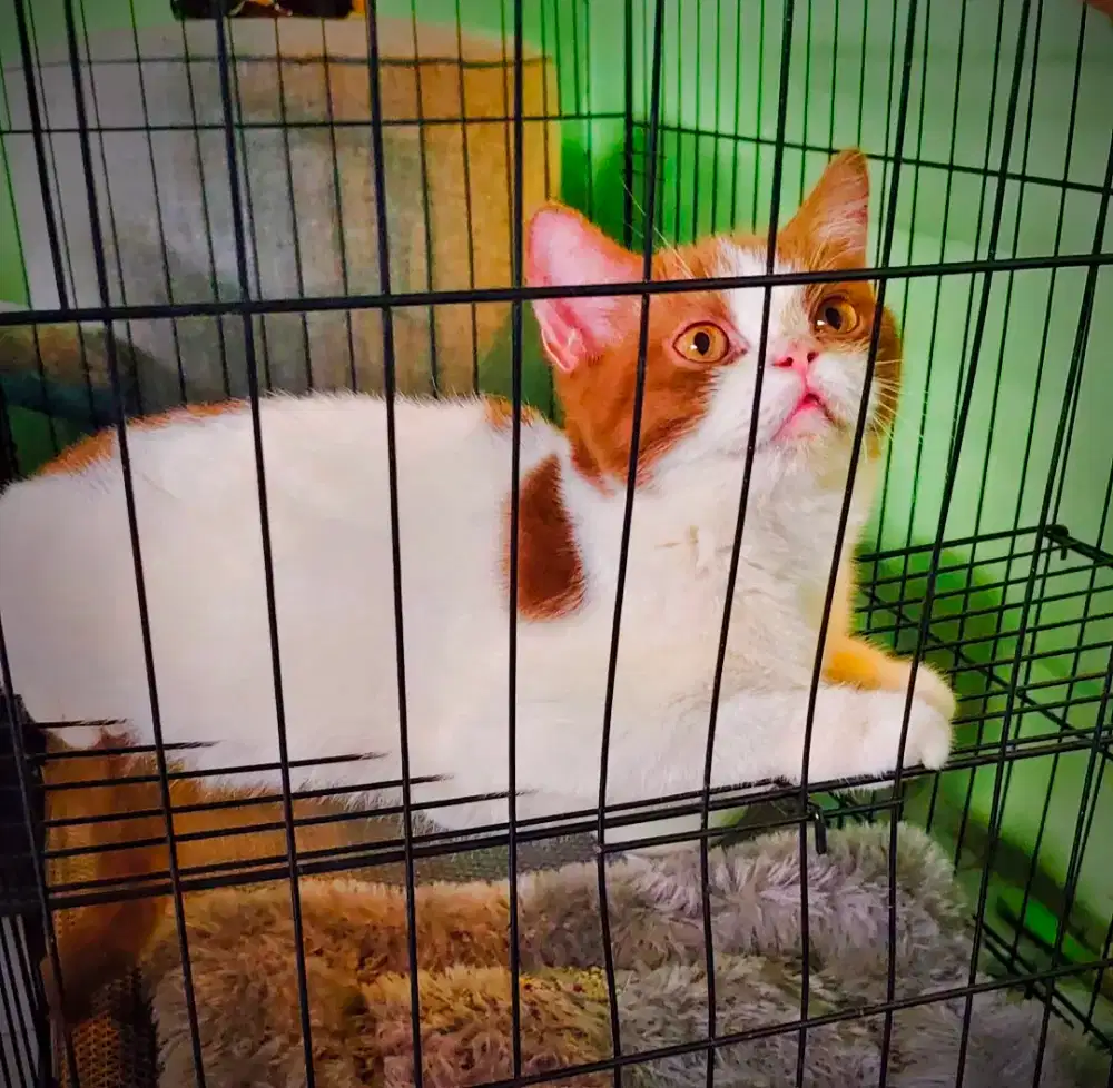 BSH BICO CINNAMON LINE PED