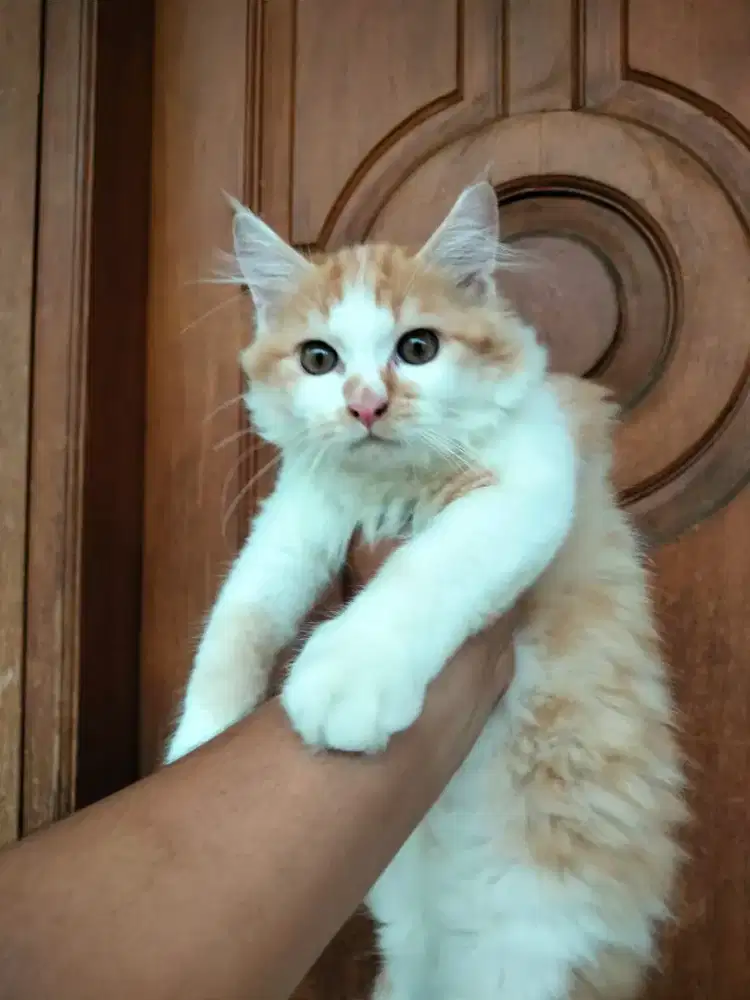 Adopt kucing kitten