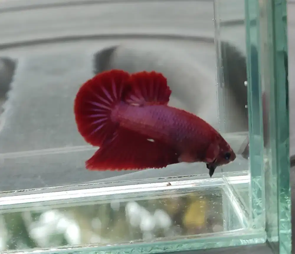 Ikan cupang plakat red bester