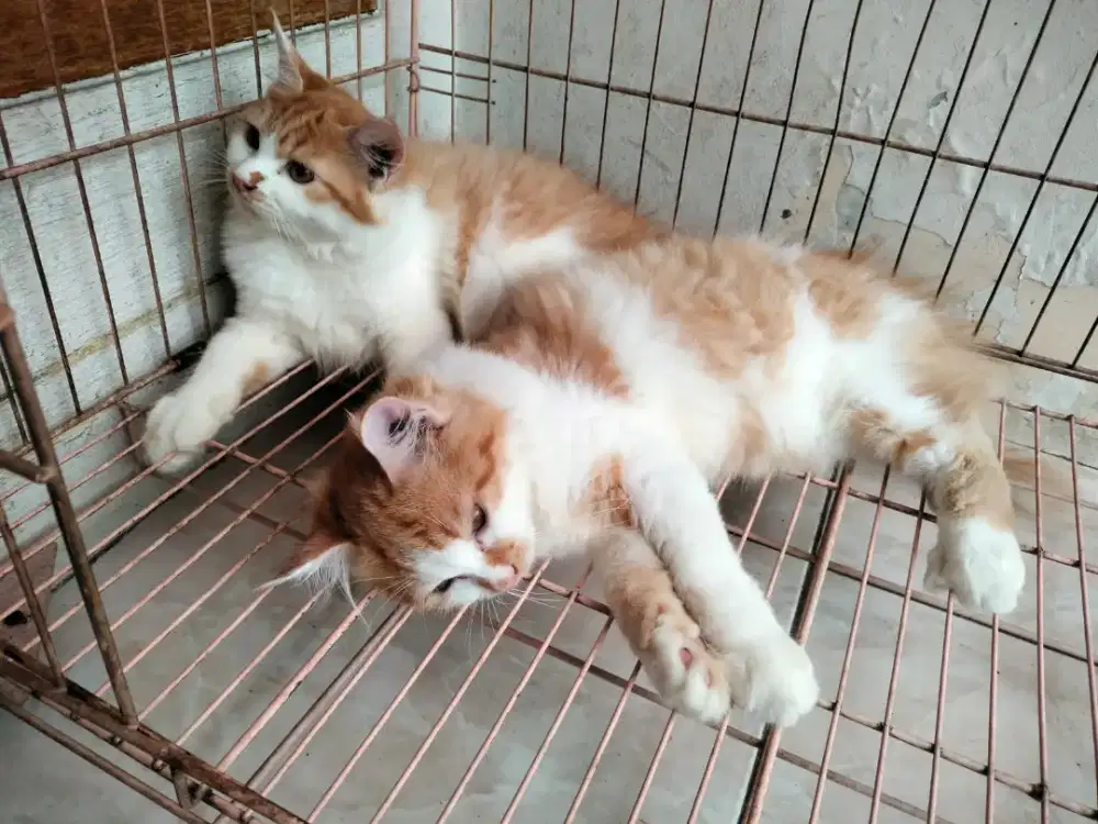 Open adopt kucing kitten kembar