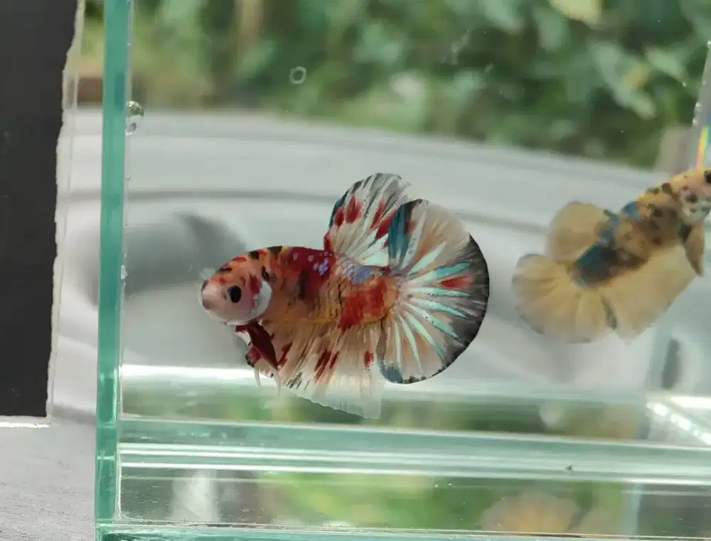 Ikan cupang plakat koi