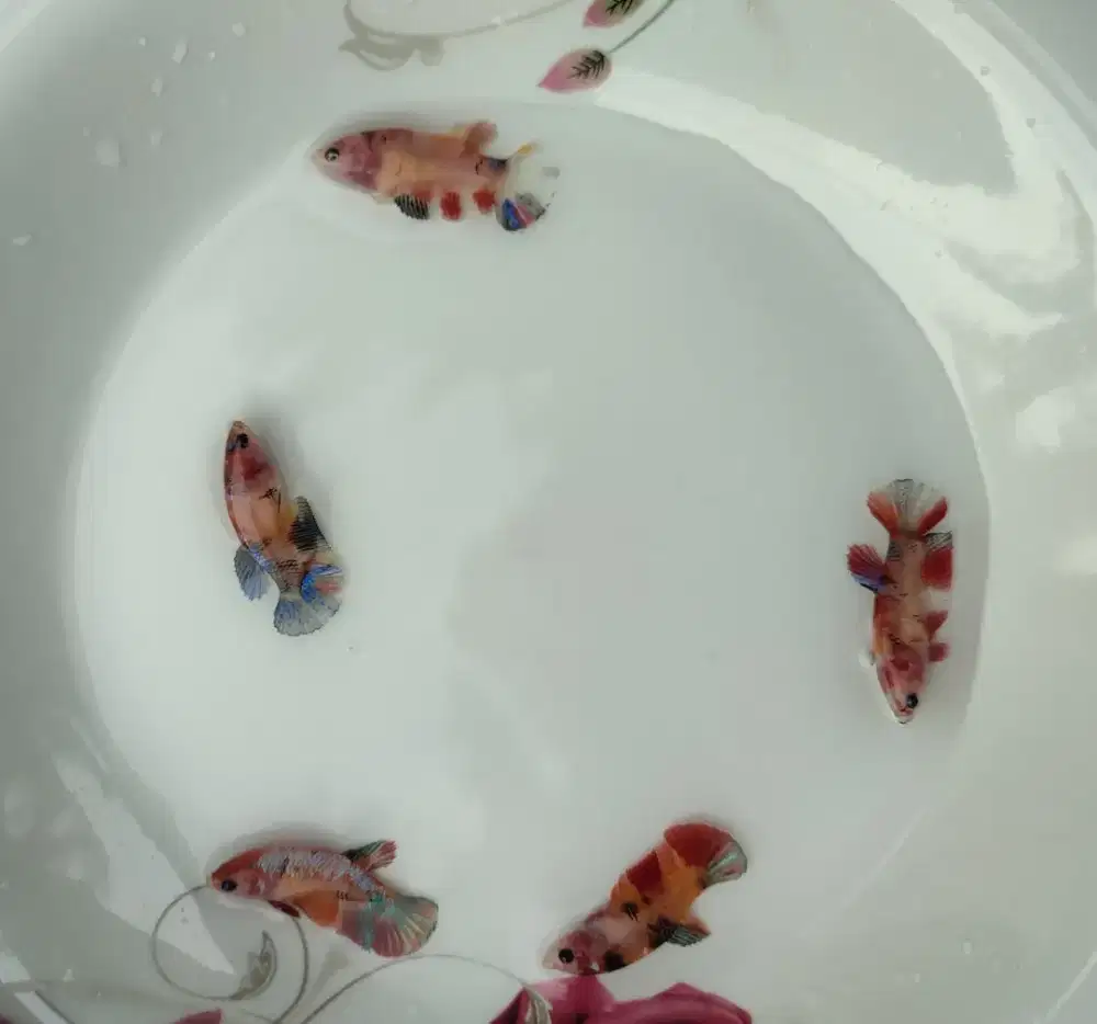 Ikan cupang betina koi