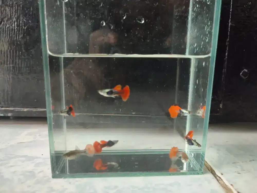 Ikan guppy prtde