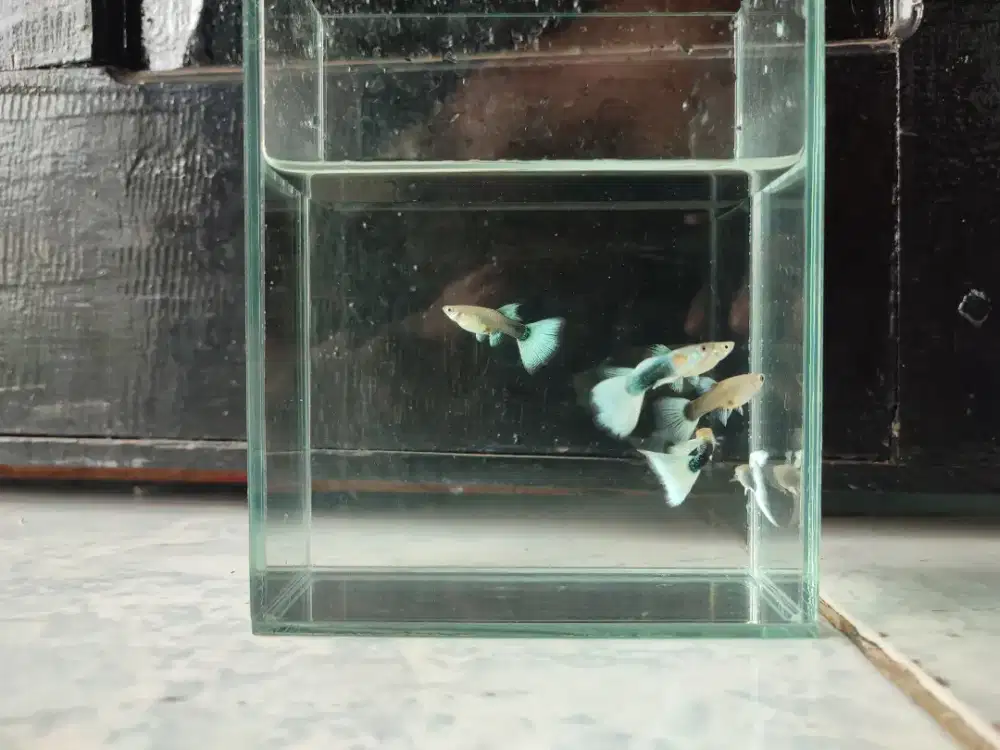 Ikan guppy hb white