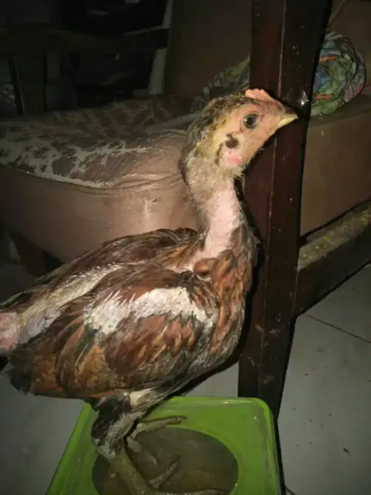 ayam bangkok anak an Pama X Plucker
