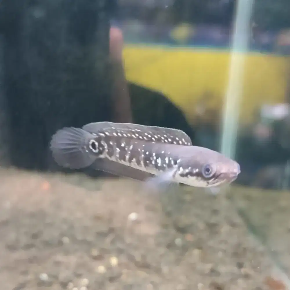 Channa asiatica ws pure