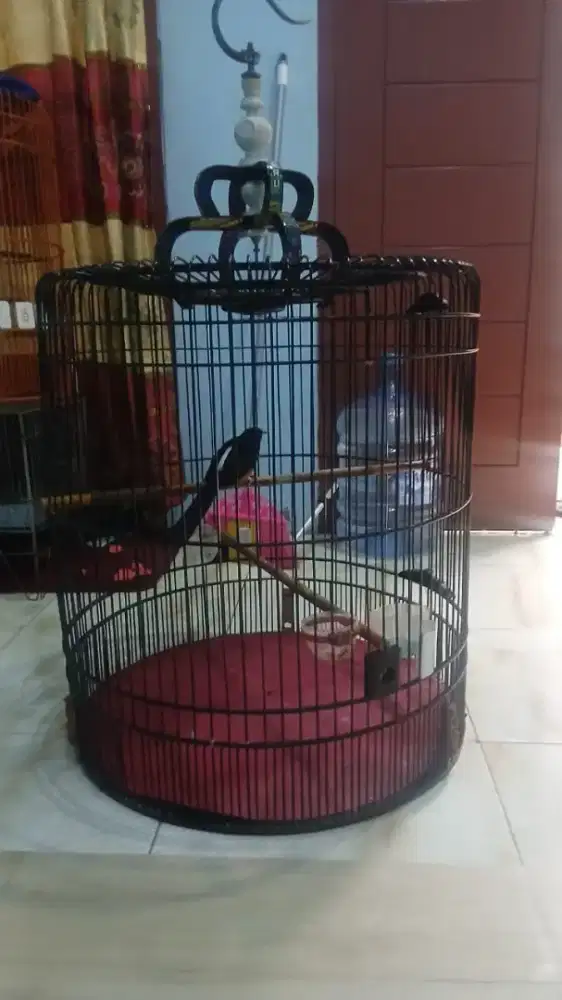 Burung murai jantan