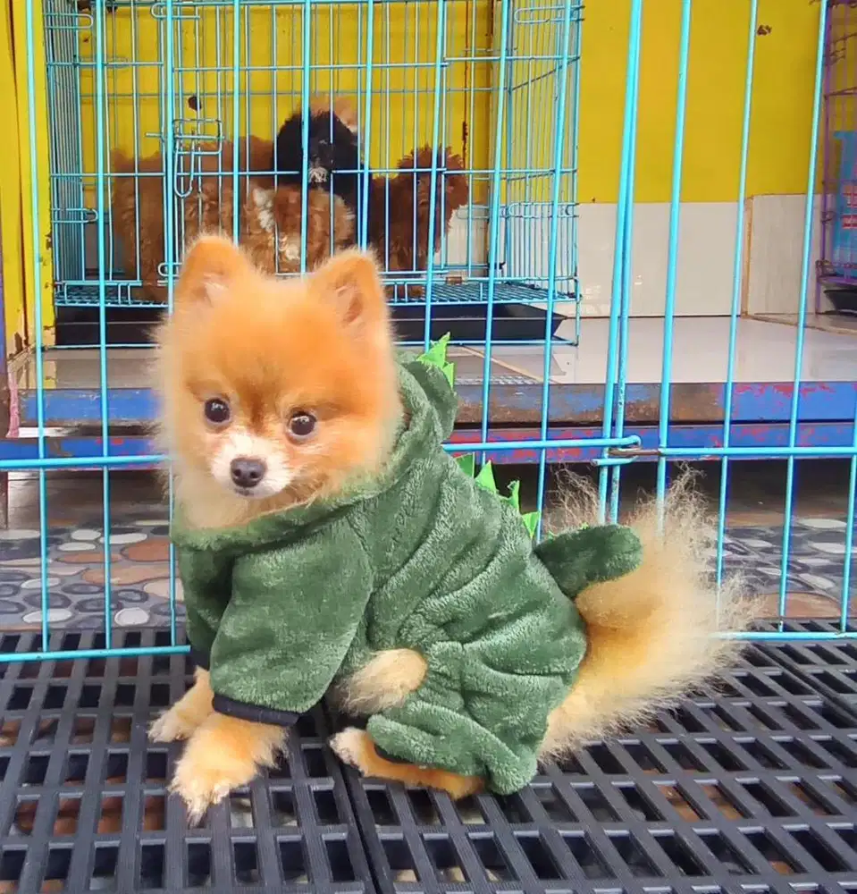 anjing mini pom