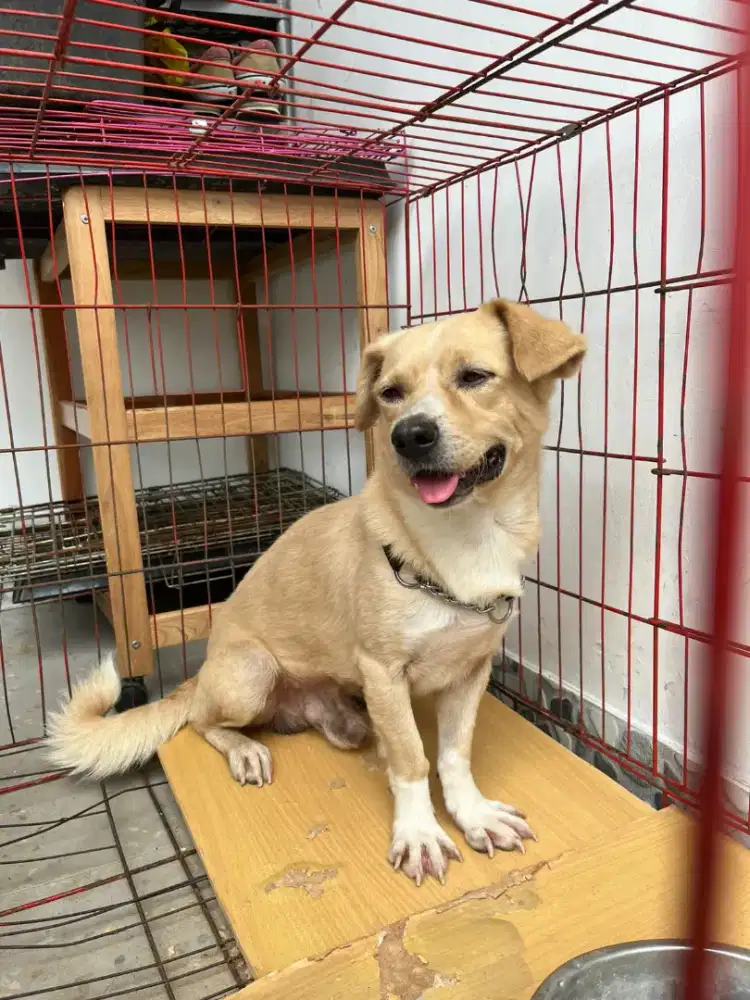 open adop ras pendek