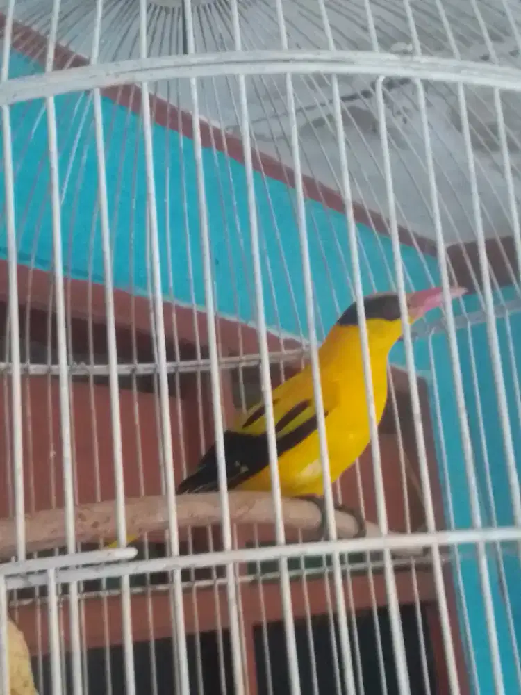 KEPODANG KUNING CERAH 700 FULSET KANDANG LOVEBIRD JUMBO