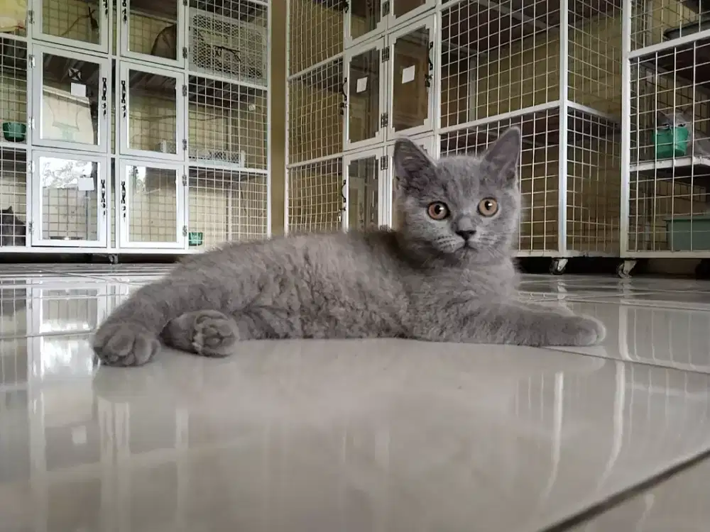 Kucing bsh blue betina