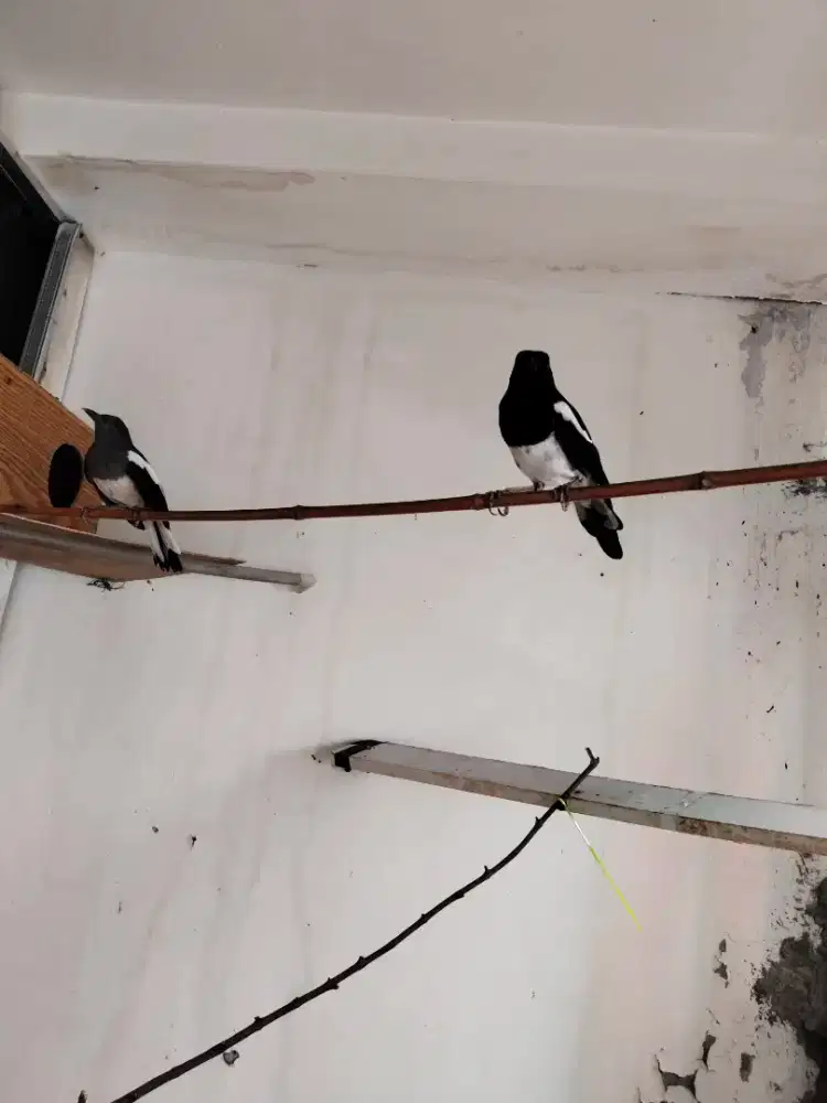 Hitam putih sepasang 2x produksi lancar gacor tua bangka ekor dorong