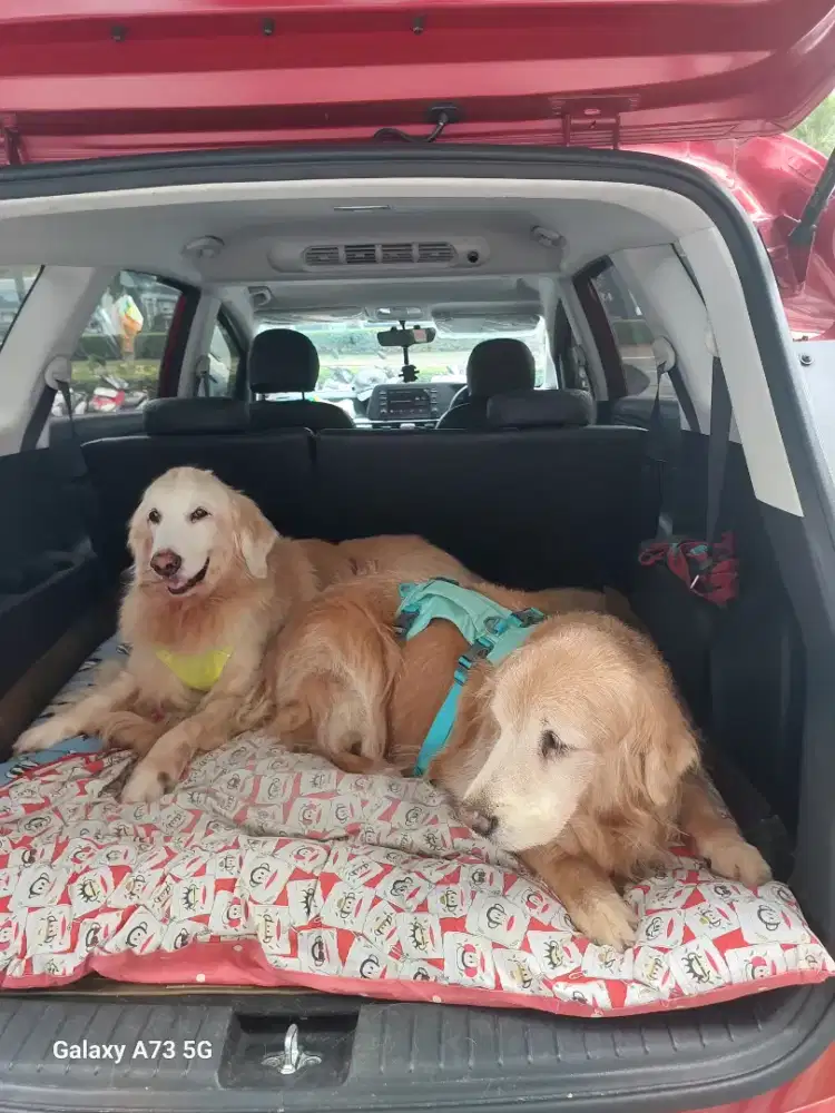 Dibutuhkan ART wanita