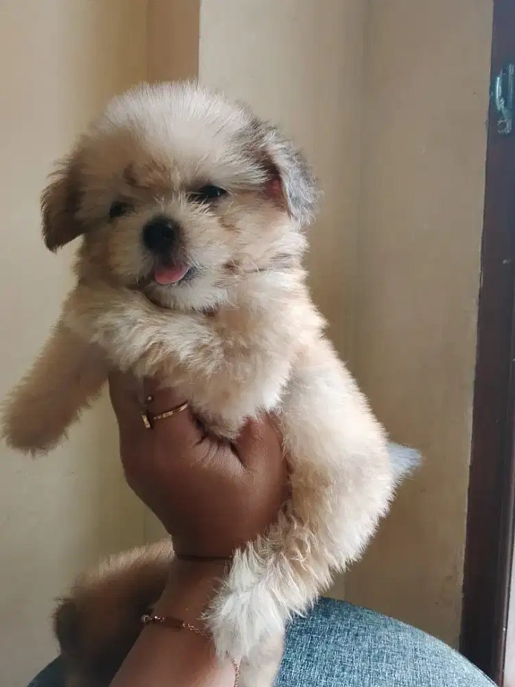 Puppy jantan dan betyna