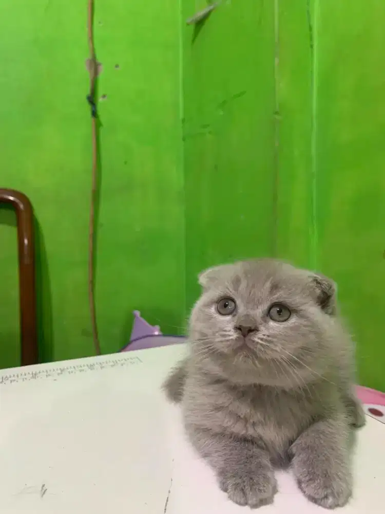Scottish fold lilac