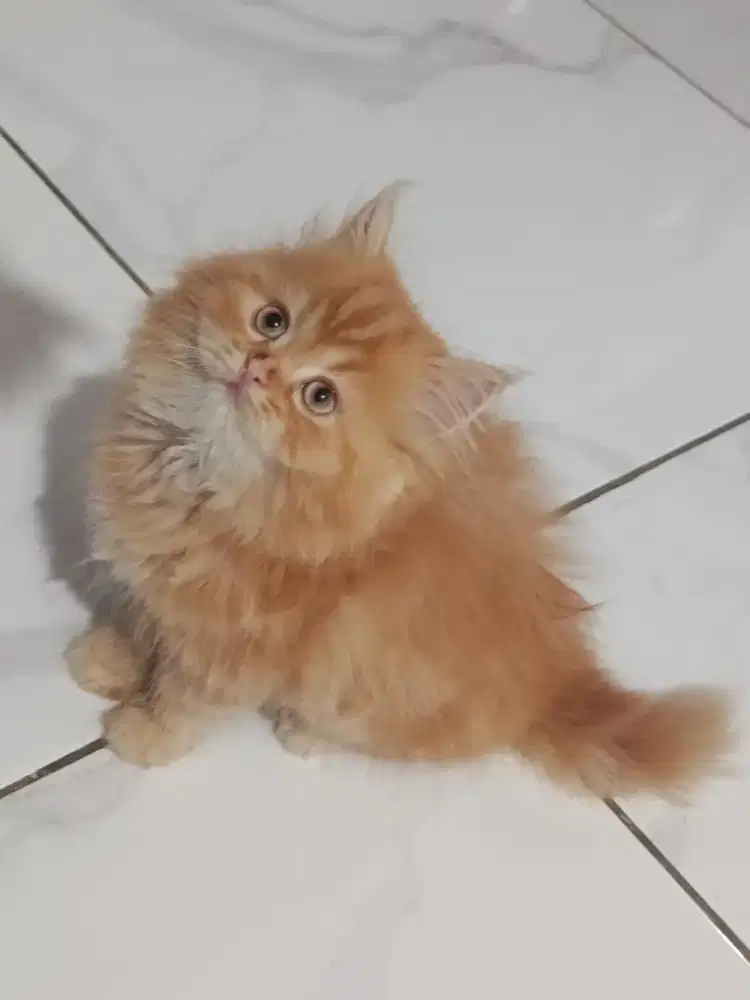 Kitten NS betina longhair