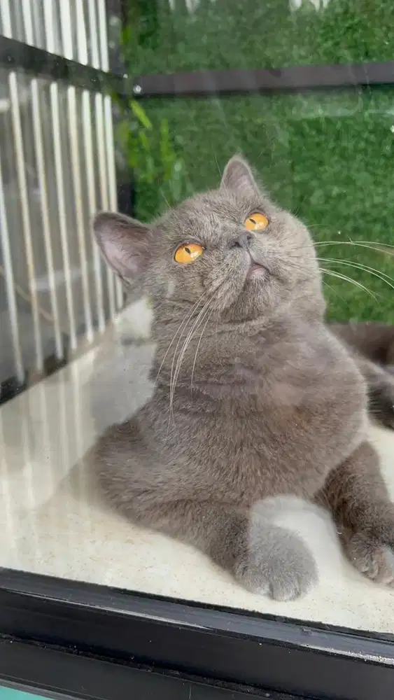 KUCING BSH BRITISH SHORTHAIR