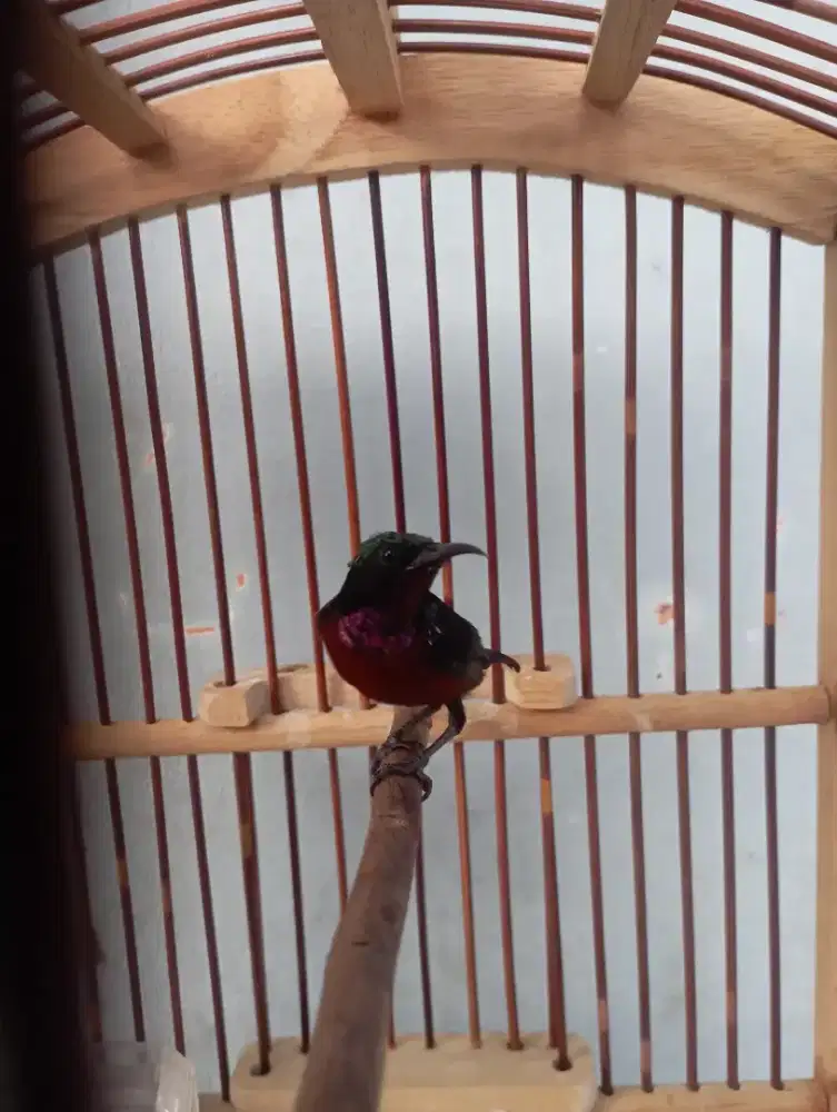 Burung ko nin semi da cok rajin bunyi masteran murai