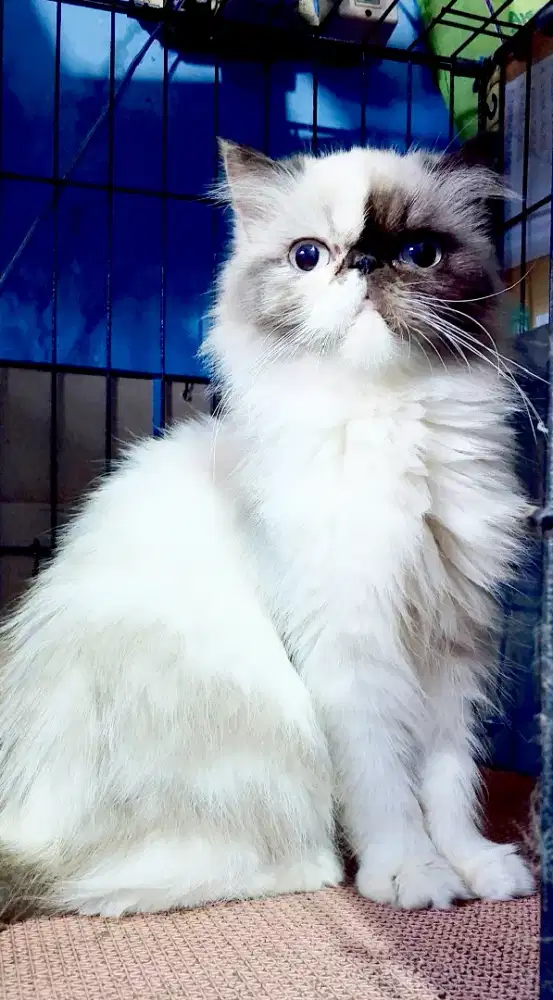 Indukan Persia Peaknose gendong 4 anak