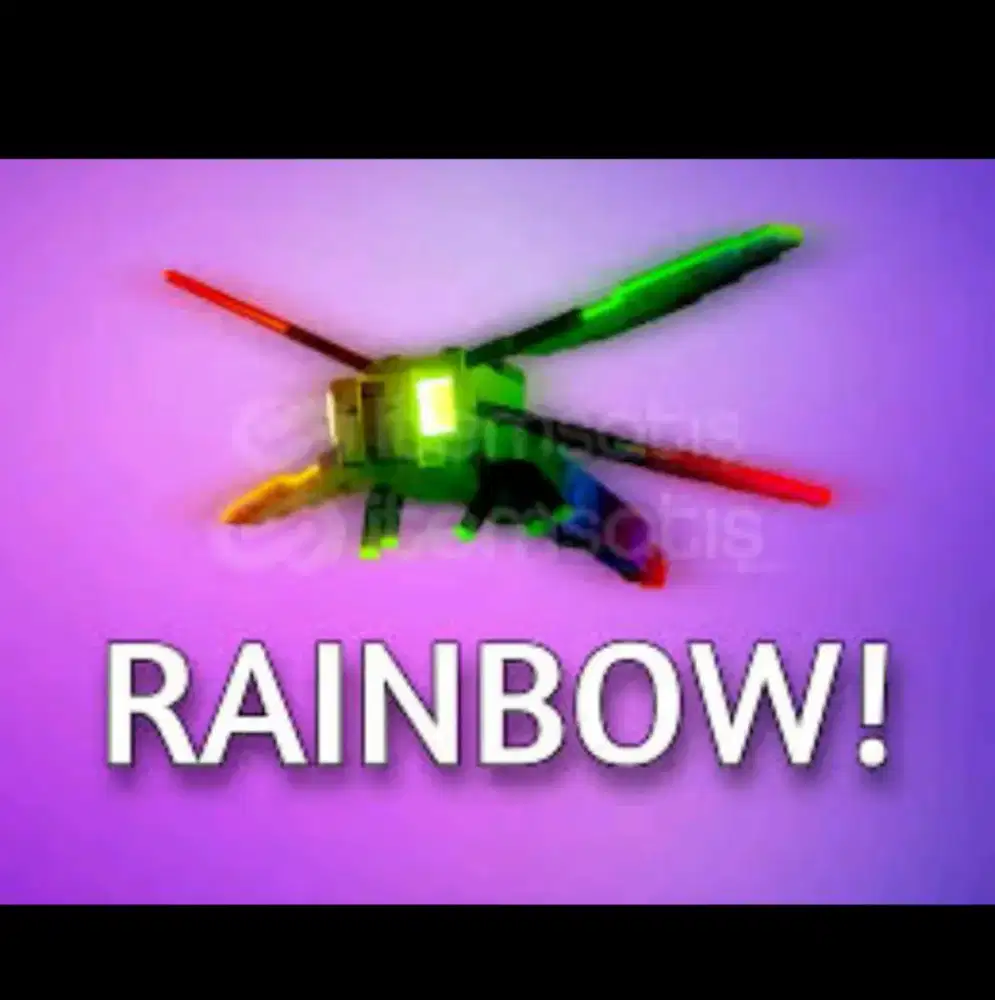 Rainbow dragonfly Max age