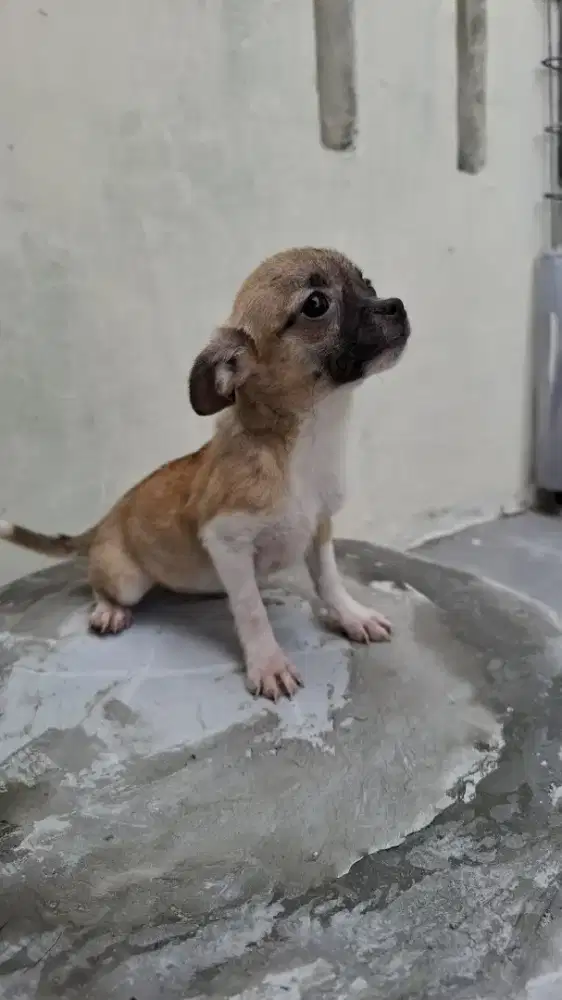 Sale Chihuahua puppies