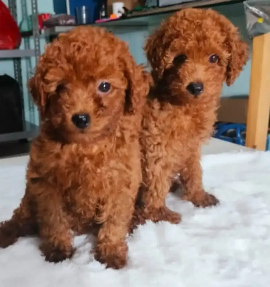 Mini red poodle 1.5 bulan imut, lucu,lincah