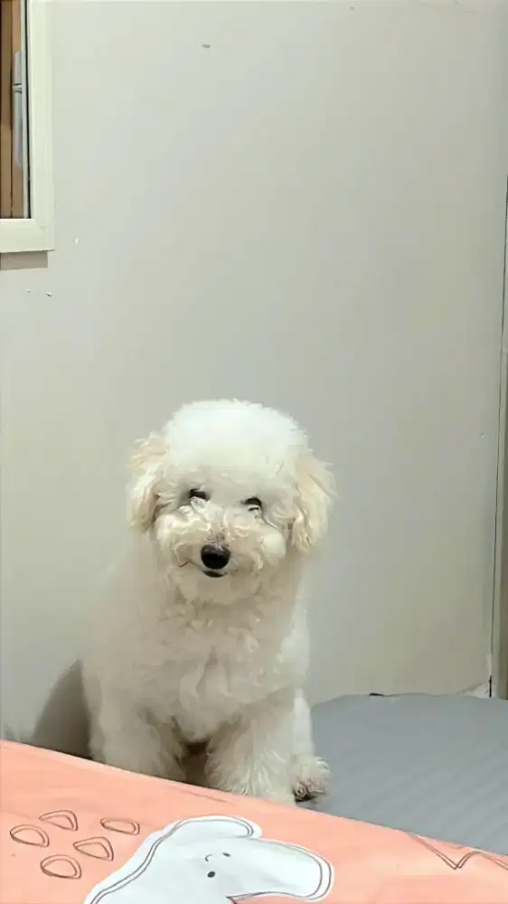 Poodle Putih Jantan 9 Bulan – Bersertifikat FCI, Vaksin Lengkap