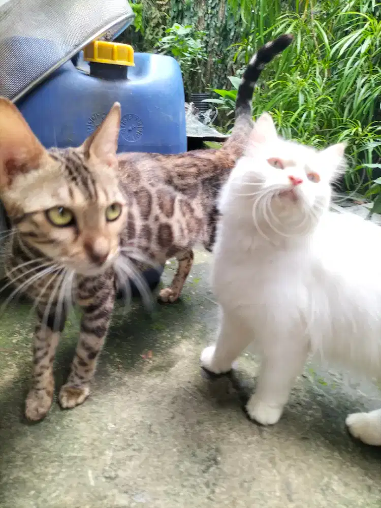 Kucing umur satu tahun