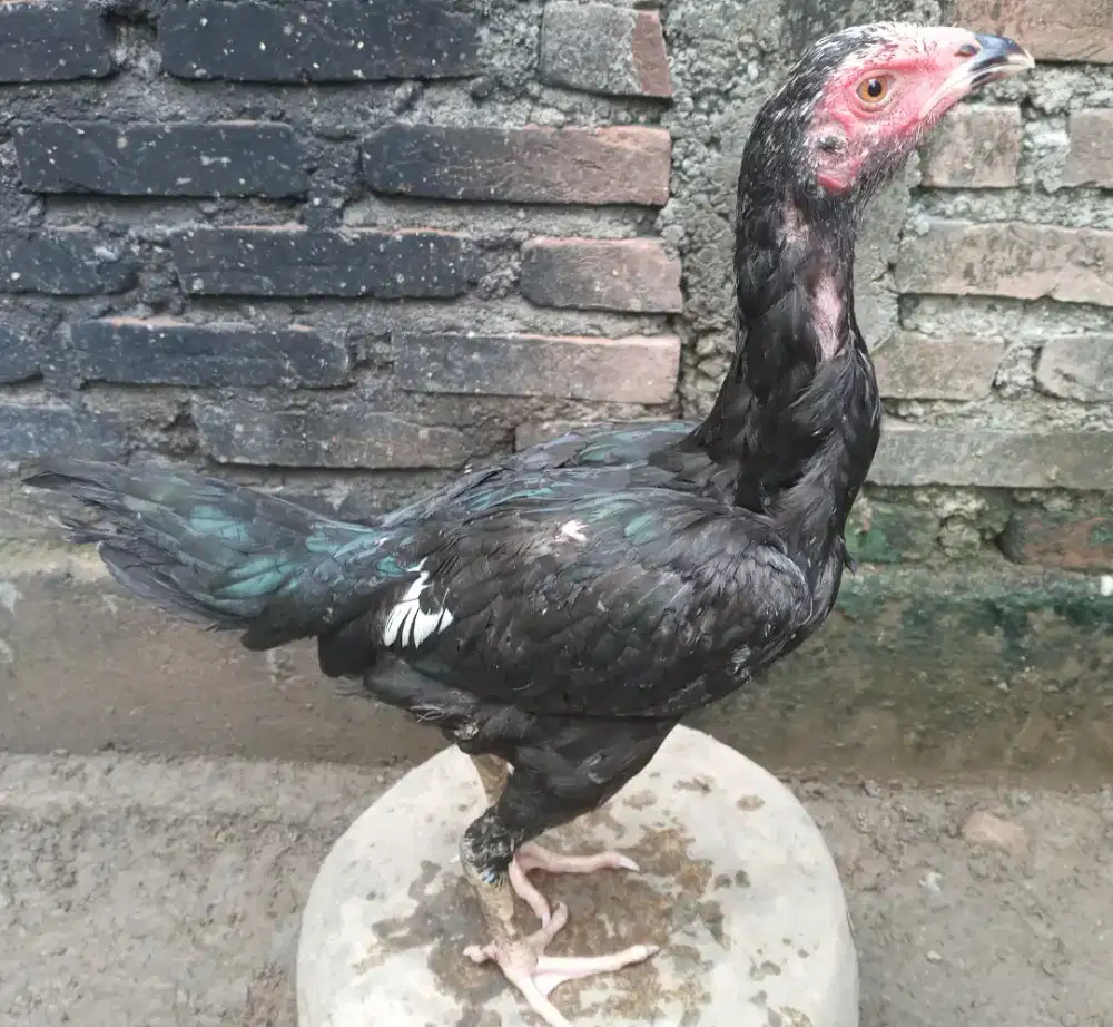 Jual dua ekor ayam betina bangkok x pakhoy  umur 3 bulan