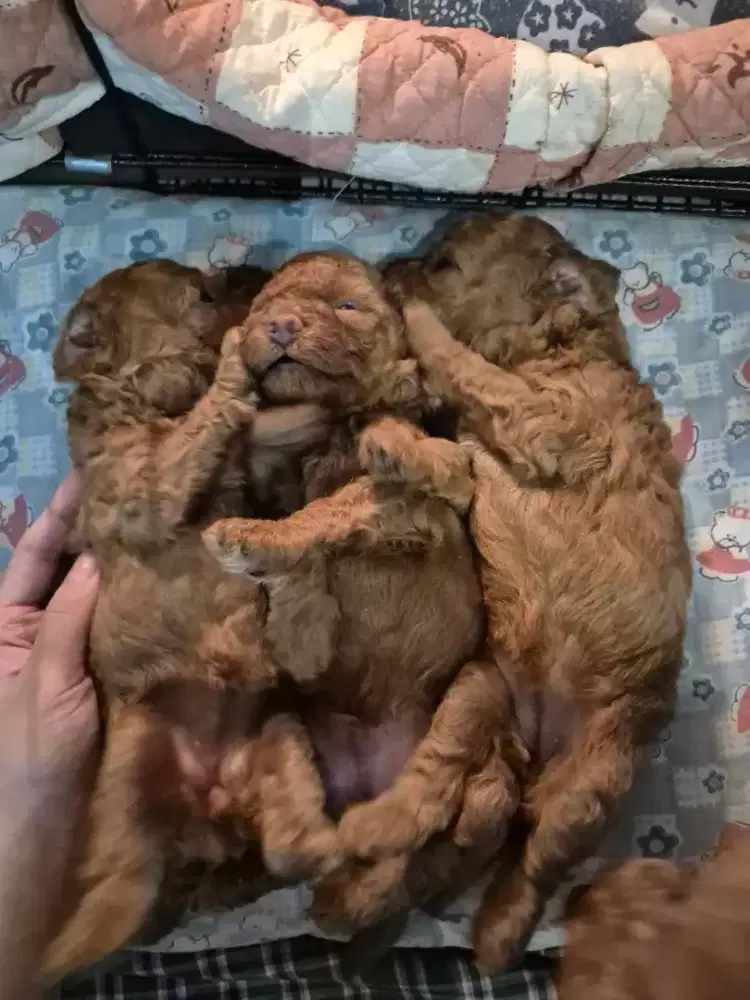 Jual anak anjing toy poodle masih baby