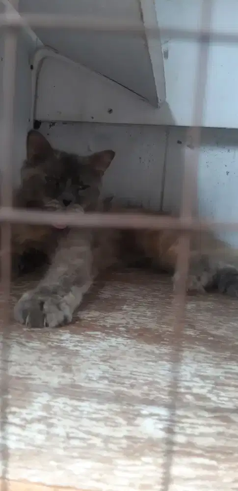 Kucing betina persia bigbone