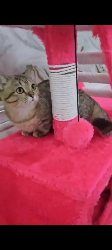 Munchkin bsh golden bukan persia