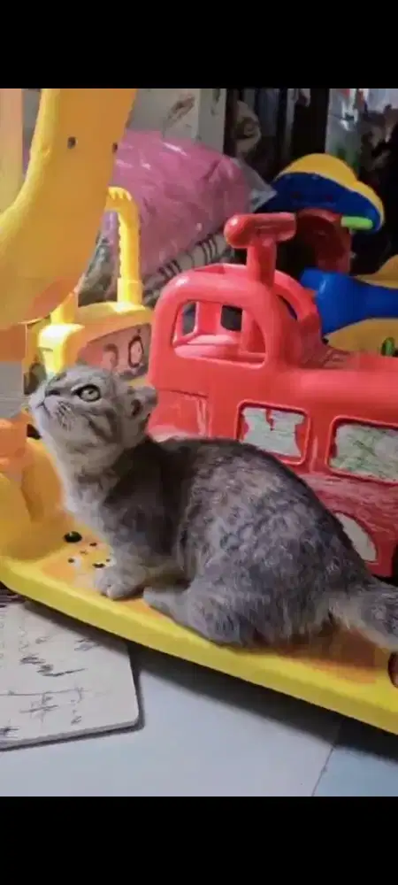 Munchkin scottish fold atau gaelic fold bukan persia