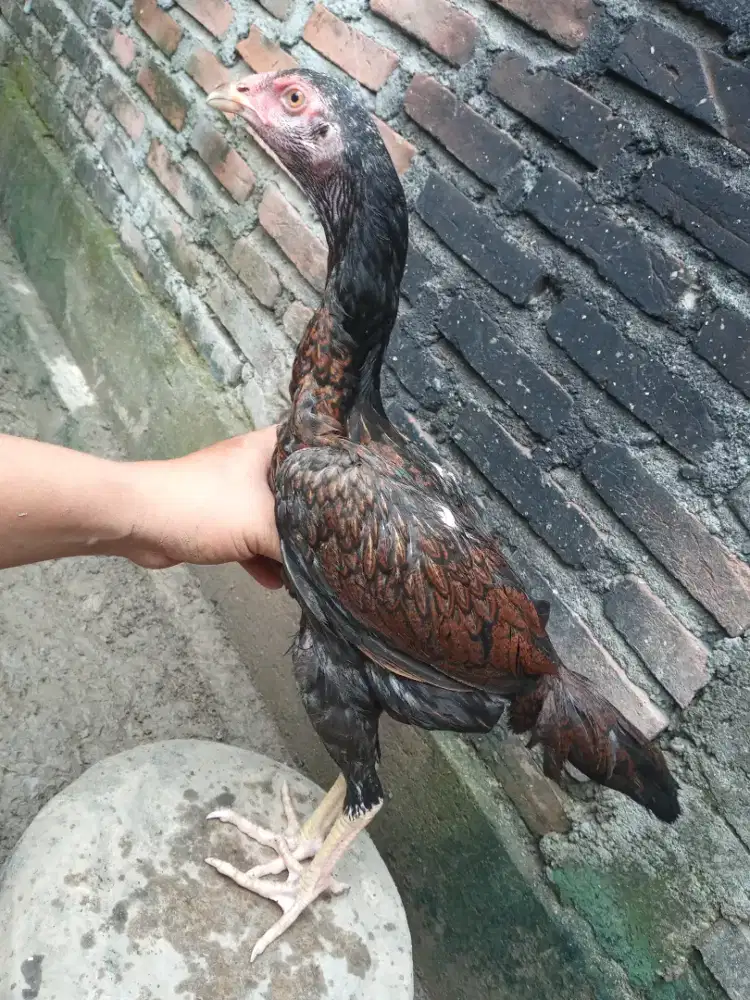 Jual dua ekor ayam betina bngkok x pakhoy umur 4 bulan