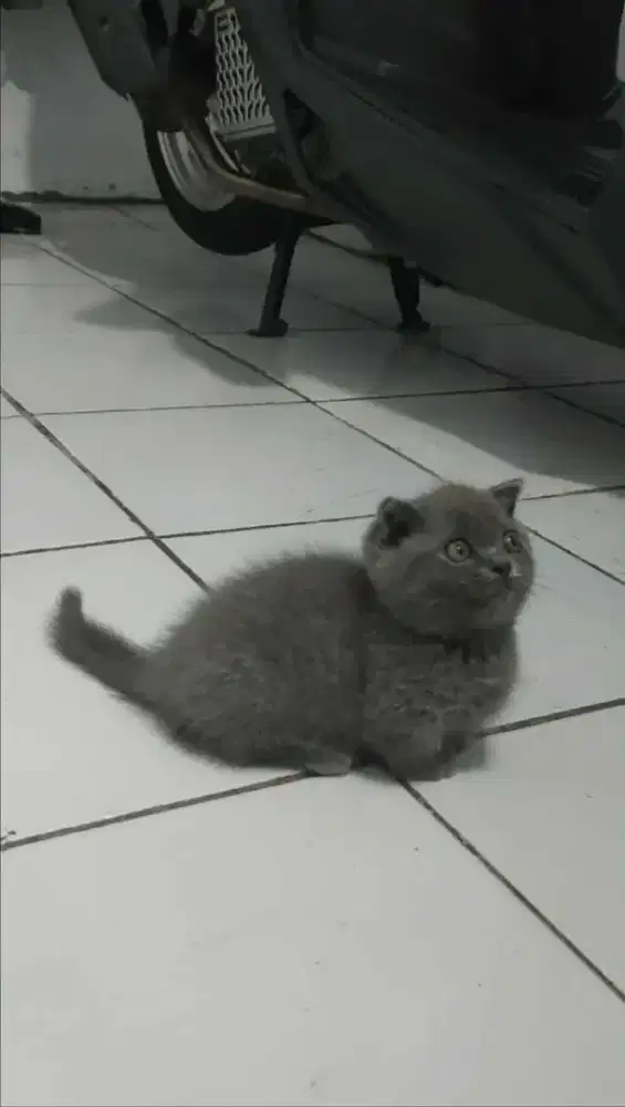 Munchkin scottish atau gaelic