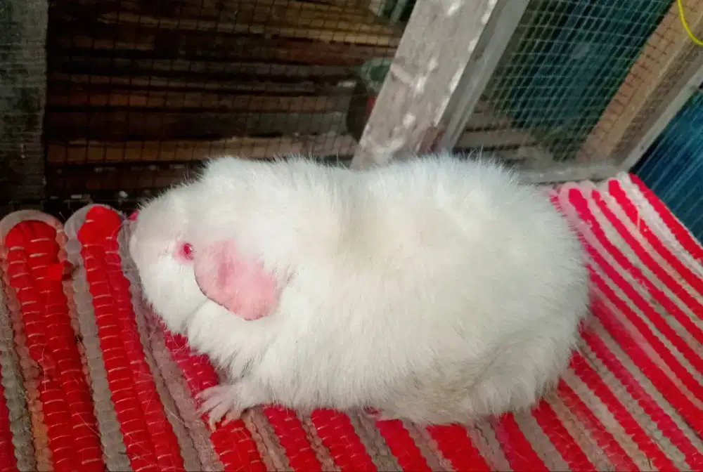 Marmut Teddy  Jantan Dewasa