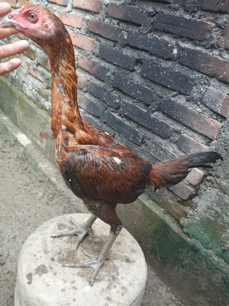 Jual stu ekor ayam betian mangon x pakhoy berutal