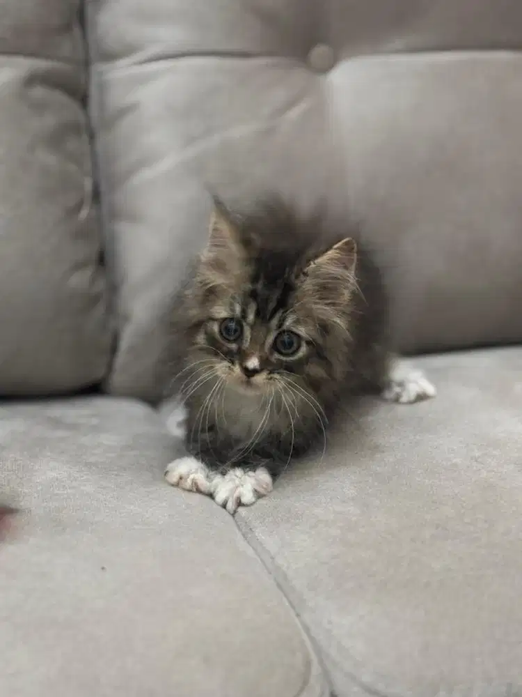 Mainecoon kitten betina