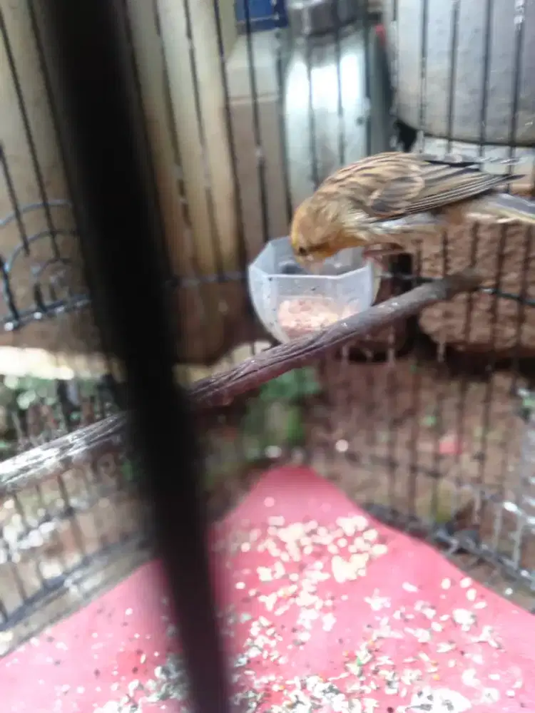 Burung kenari F1 jantan