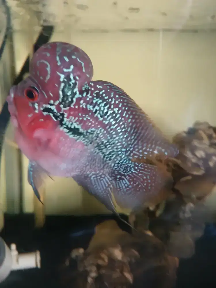 Ikan Louhan SRD (short body)