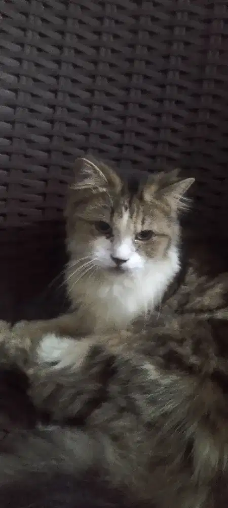 La kucing Persia induk dan anak2 nya