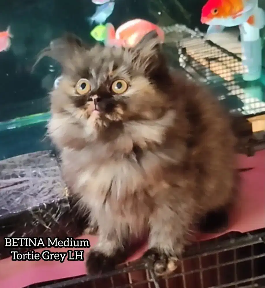 Kucing Persia Medium Betina Tortie Grey
